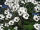 Blumen Hartriegel (Cornus florida)