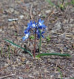 Scilla luciliae (ein aus der Türkei stammender Neophyt)