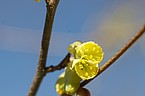 Corylopsis pauciflora - Armblütige Baumhasel