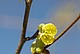 Corylopsis pauciflora - Armblütige Baumhasel