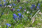 Scilla bifolia