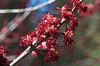 Acer rubrum 'Schlesingeri'