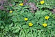 Anemone ranunculoides