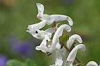 Corydalis cava