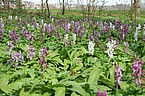 Corydalis cava mit Allium ursinum (Bärlauch)