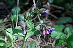 Pulmonaria officinalis