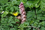 Lathraea squamaria mit Ranunculus ficaria (Scharbockskraut)