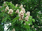 Gefülltblühende Rosskastanie (Aesculus hippocastanum 'Baumannii)