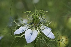 Nigella damascena, auch ein Hahnenfussgewächs, diesmal mit einer sehr komplex aufgebauten radiären Blüte.