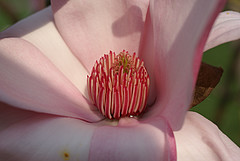 Blüte von Magnolia Cultivar 'Star Wars' im Exotischen Garten nahe des Spielhauses