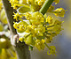 Detail des Blütenstandes von Cornus mas (die Hochblätter sind wie die Blüten gelb gefärbt)