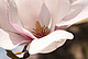 Blüte von Magnolia x soulangeana am östlichen Schlosspark