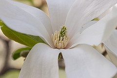 Magnolia x loebneri am östlichen Schlosspark