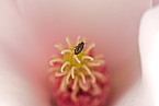 bestäubender Käfer an Magnolia x soulangeana am östlichen Schlosspark