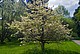 Cornus florida (Blumenhartriegel) südlich des Schlosses
