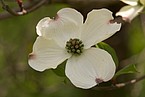 eine vermeintliche Blüte, dabei ist es ein Blütenstand aus vielen Blüten (leider im Bild noch geschlossen)