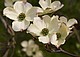 noch geschlossene Blüten von Cornus florida