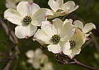 noch geschlossene Blüten von Cornus florida