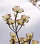 Blüten von Cornus florida im Gegenlicht