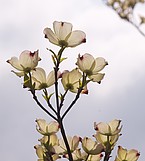 Blüten von Cornus florida im Gegenlicht