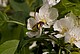 Typische Blüte mit Bestäuber