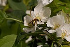 Typische Blüte mit Bestäuber