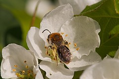 Typische Blüte mit Bestäuber