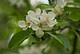 Blüte aus der Nähe mit charakteristischer Rosa-Färbung