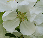 Blüte im Detail mit vielen Staubblättern