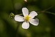 Ranunculus aconitifolius, ein Hahnenfussgewächs mit sogenannter rädiarer Blüte.