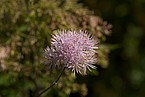 Stark reduzierte Blüte von Thalictrum aquilegifolium, ebenfalls eines Hahnenfussgewächses. Die Blütenhülle ist hier nicht vorhanden.