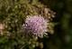Stark reduzierte Blüte von Thalictrum aquilegifolium, ebenfalls eines Hahnenfussgewächses. Die Blütenhülle ist hier nicht vorhanden.