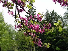 Judasbaum - Cercis siliquastrum