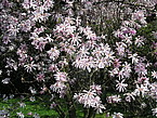 Loebners Magnolie 'Leonard Messel'