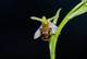 Ophrys apifera (Bienen-Ragwurz). Foto: Helmut Dalitz