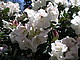 Glocken Rhododendron (Rhododendron williamsianum 'Gartendirektor Rieger'