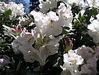 Glocken Rhododendron (Rhododendron williamsianum 'Gartendirektor Rieger'