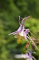 Eine Akelei-Art (Aquilegia vulgaris) mit Nektarblättern, die die Funktion der Blütenhülle mitübernehmen.